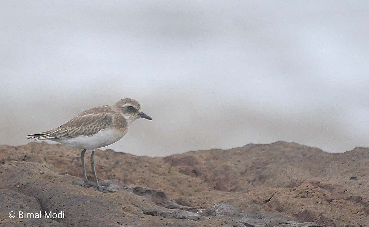 Greater Sand-Plover - ML642520370