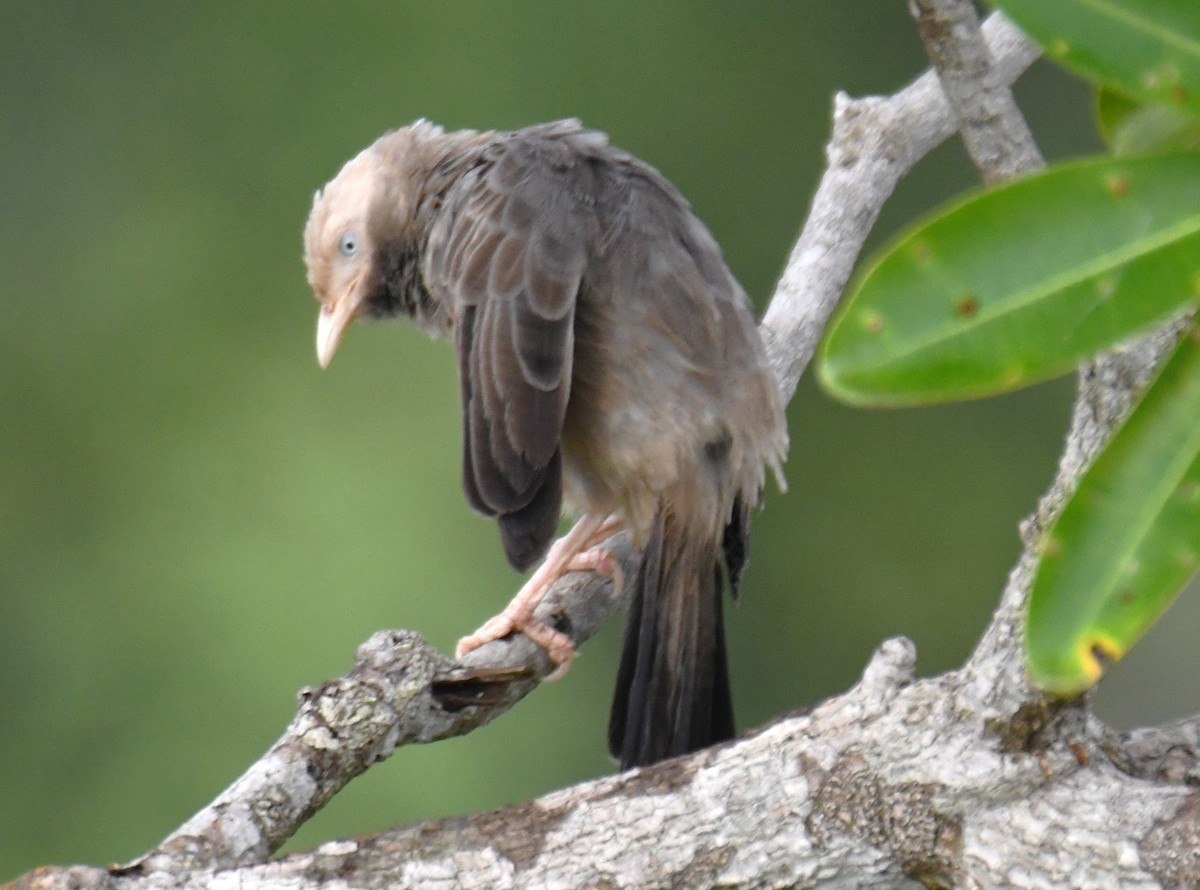 Yellow-billed Babbler - ML642520373
