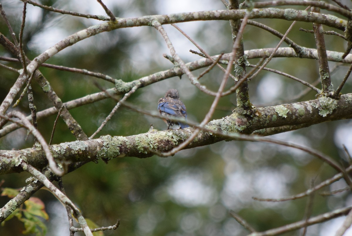 Eastern Bluebird - ML642520378