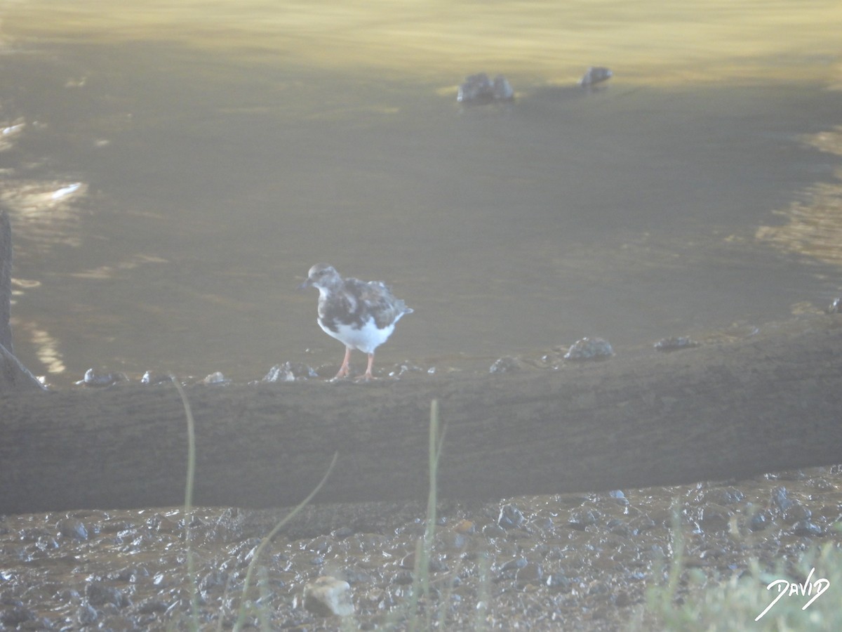 Ruddy Turnstone - ML642520381