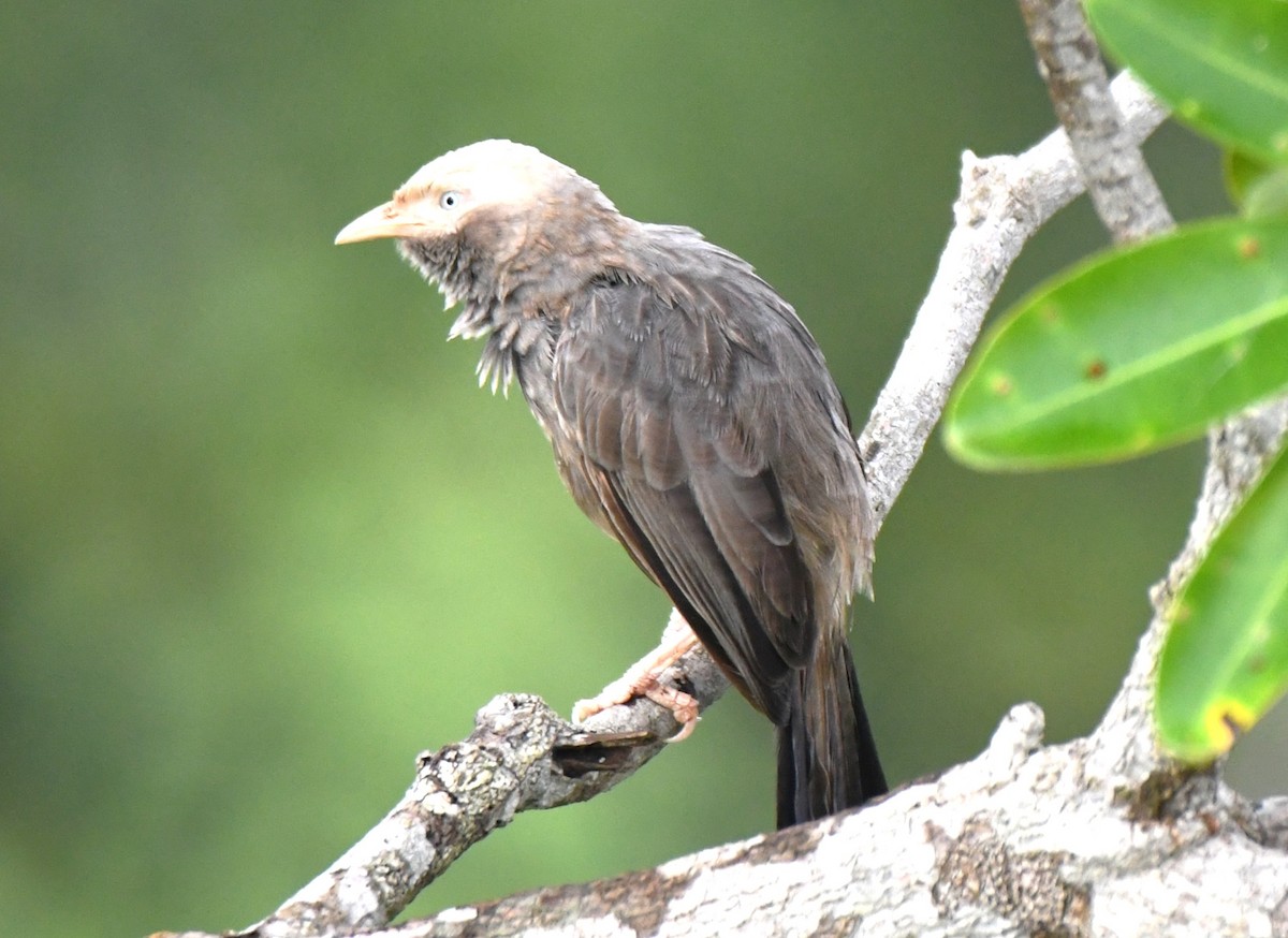 Yellow-billed Babbler - ML642520382