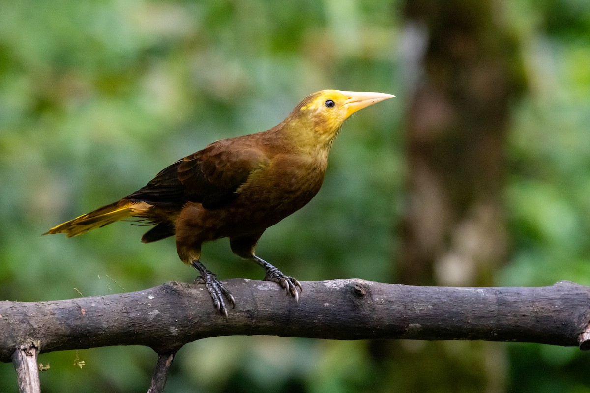 Russet-backed Oropendola - ML642520477