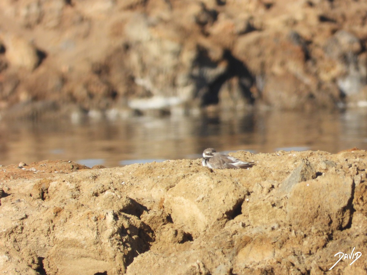 Common Ringed Plover - ML642520481
