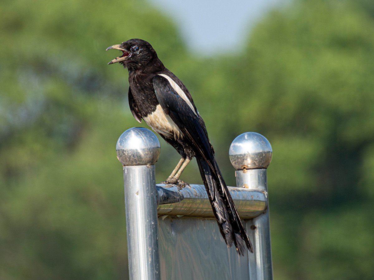 Oriental Magpie - ML642520482