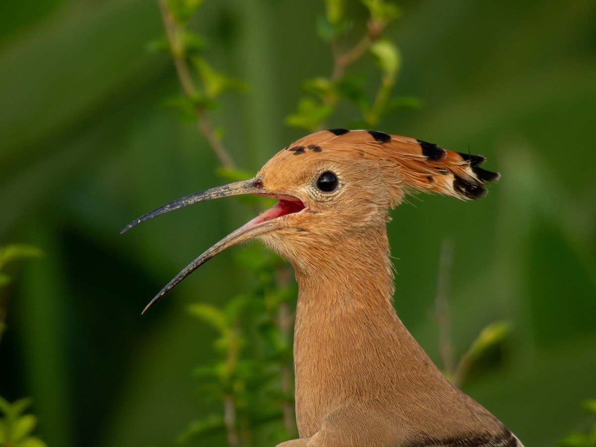Eurasian Hoopoe - ML642520483