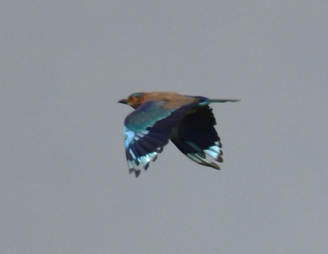 Indian Roller - ML642520484