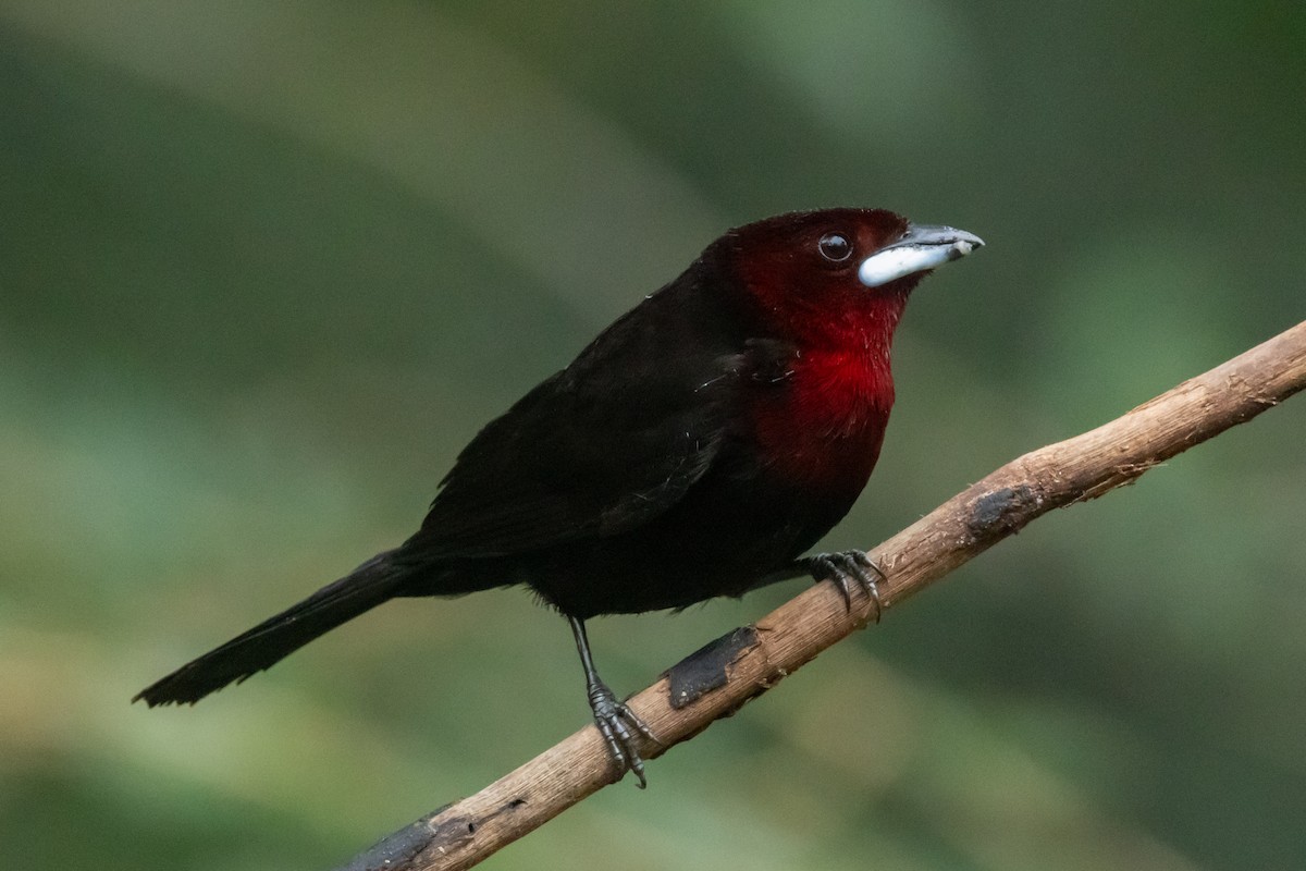 Silver-beaked Tanager - ML642520485