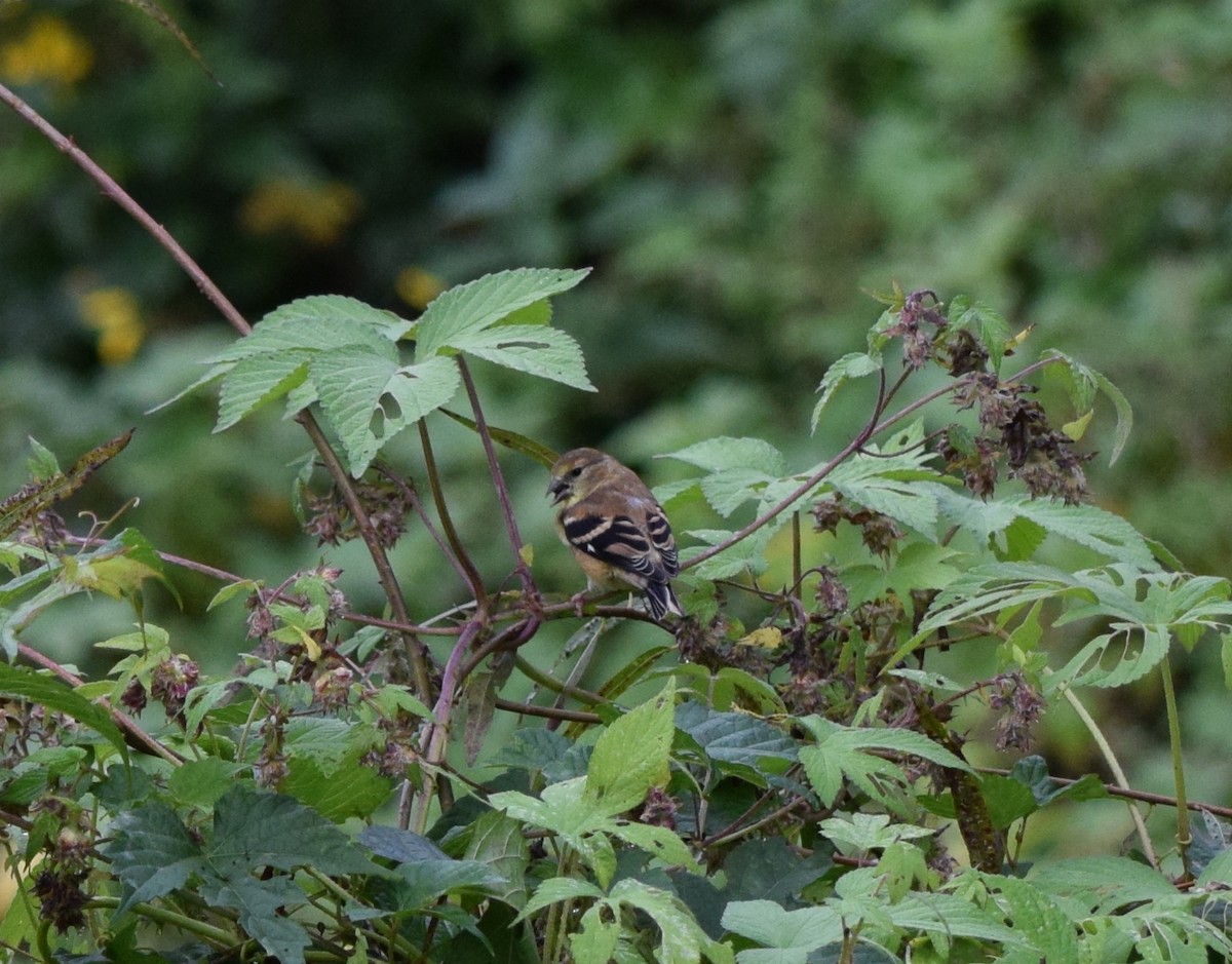 American Goldfinch - ML642520486