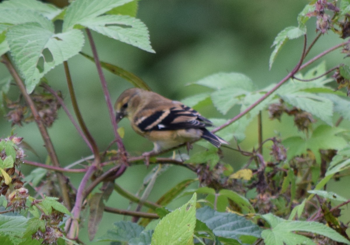 American Goldfinch - ML642520487