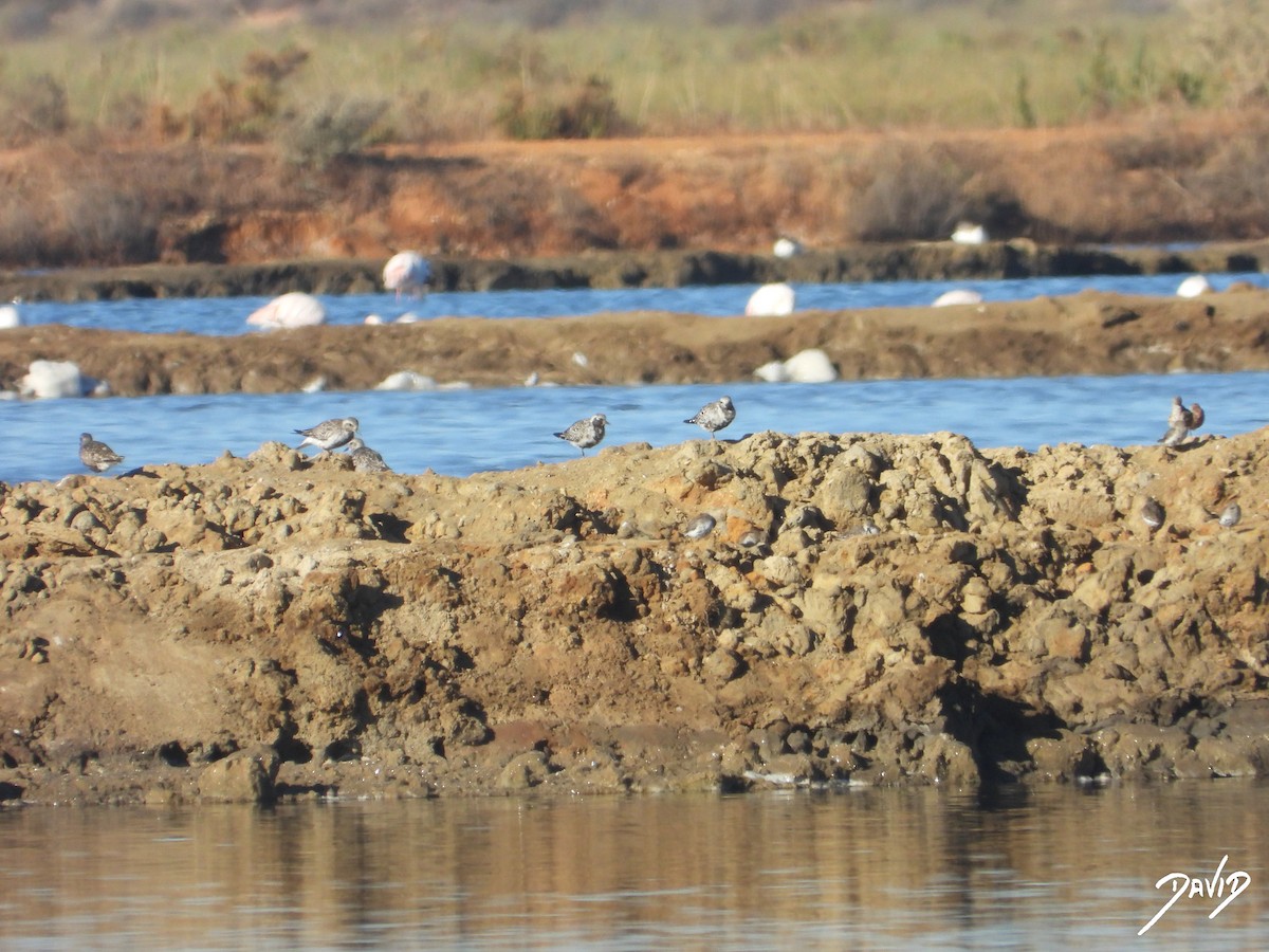 Black-bellied Plover - ML642520488