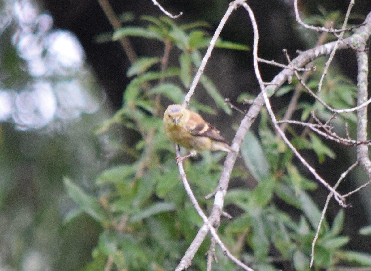 American Goldfinch - ML642520490