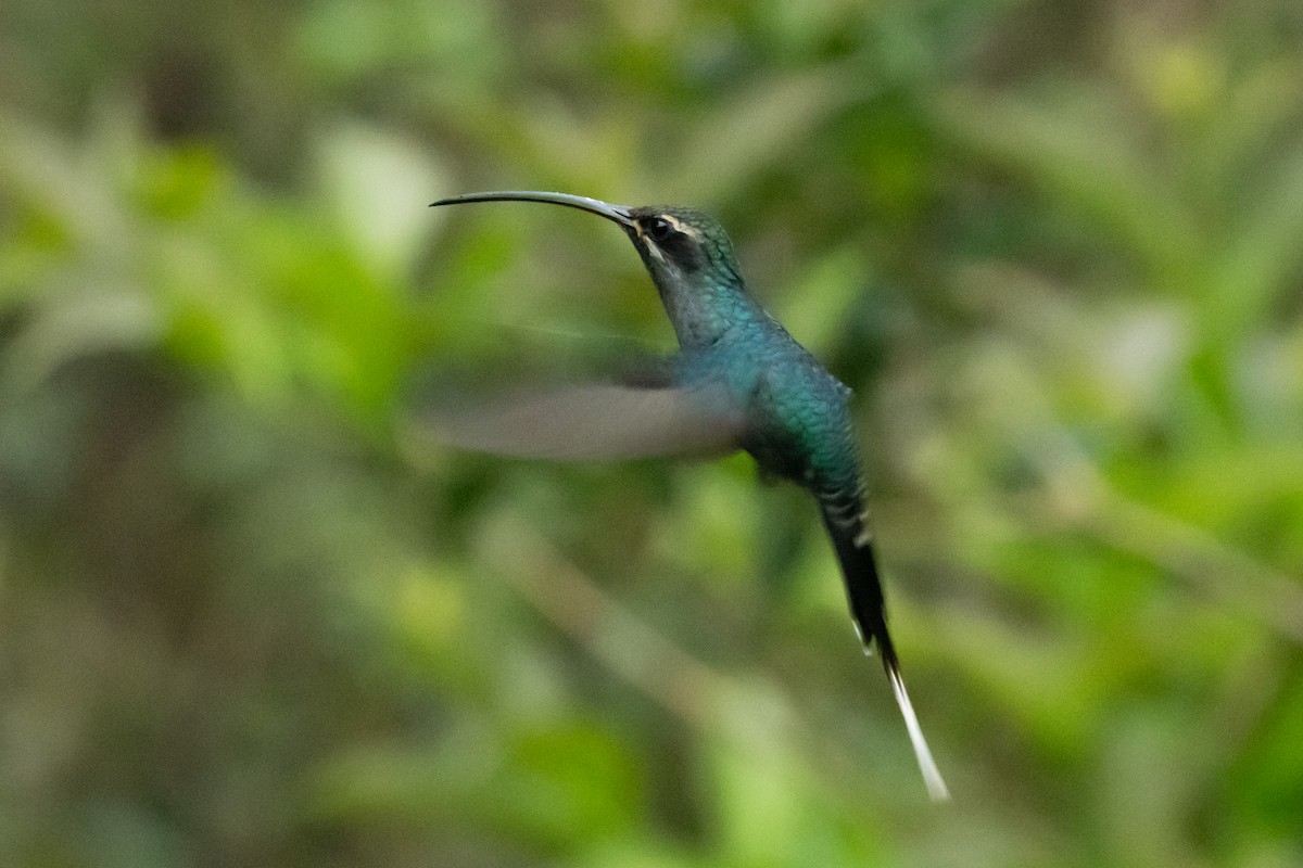 Green Hermit - ML642520491