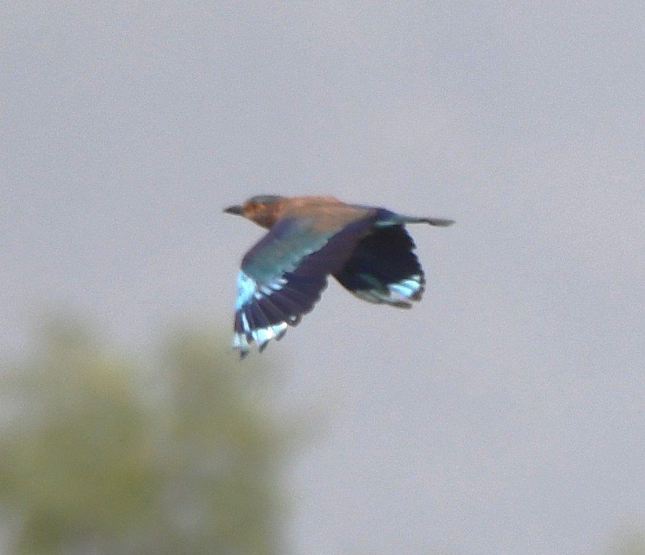 Indian Roller - ML642520492