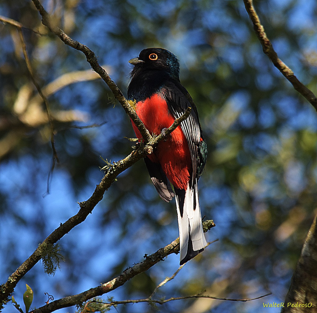 Surucua Trogon - ML642520493