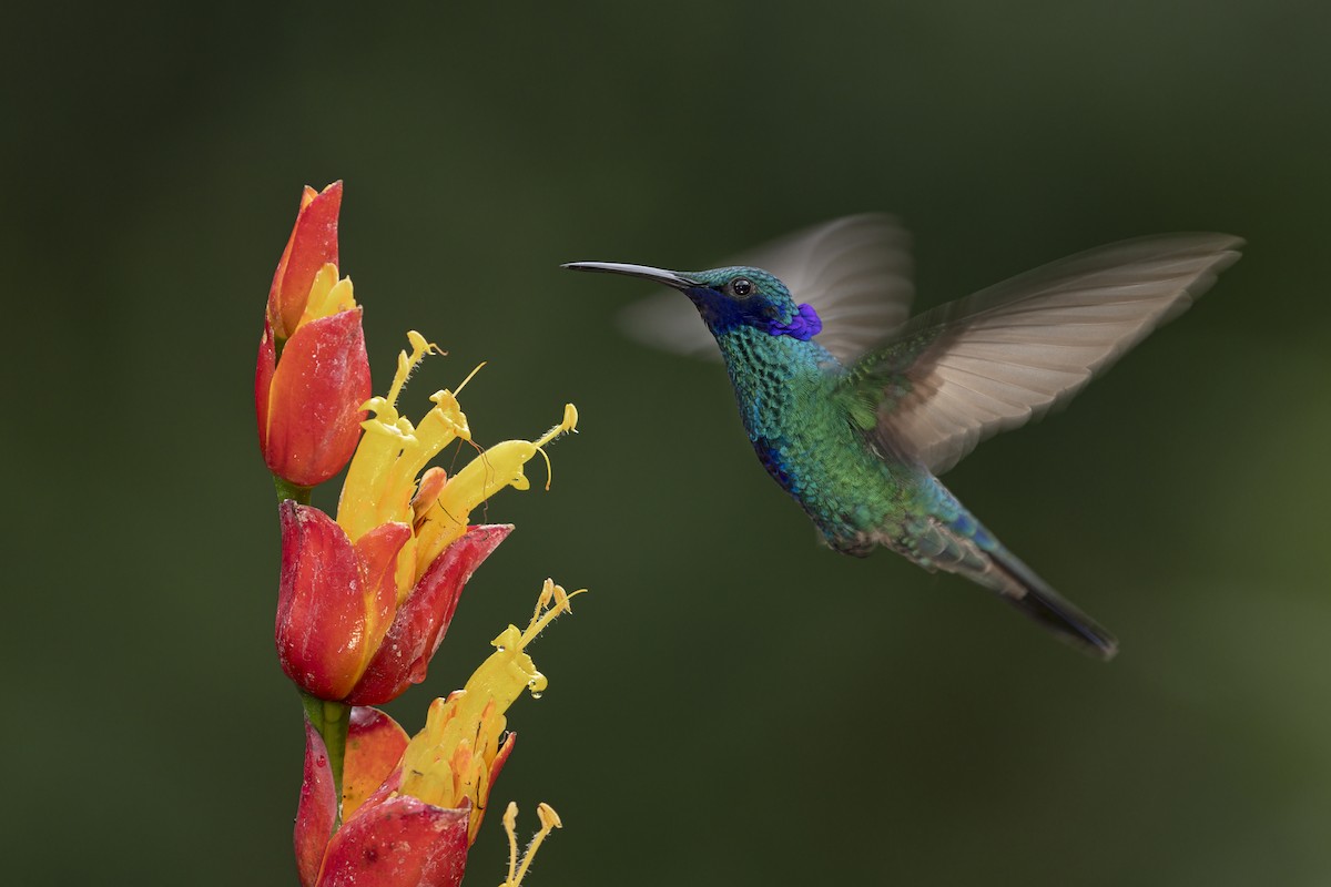 Sparkling Violetear - ML642520495