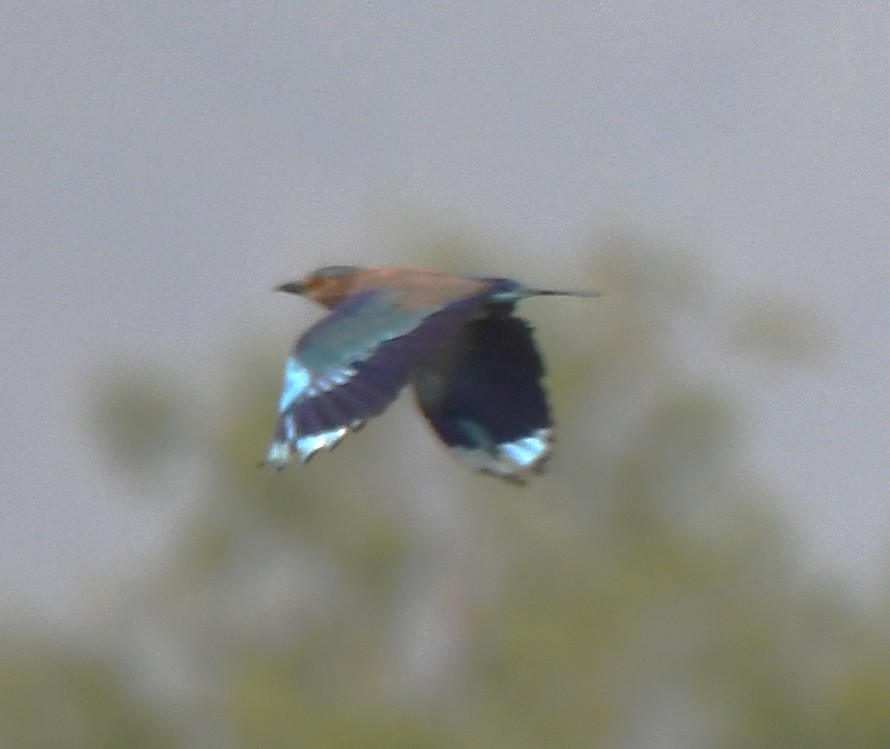 Indian Roller - ML642520496