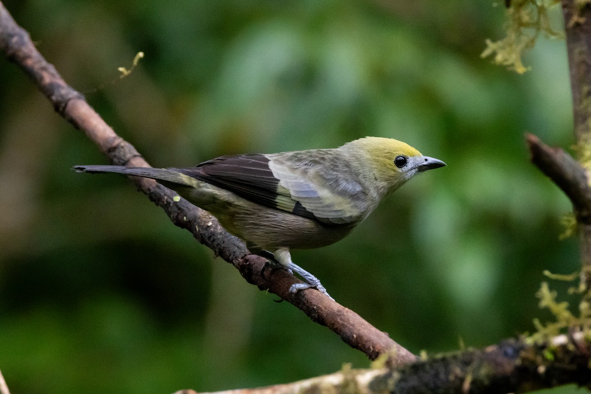 Palm Tanager - ML642520497