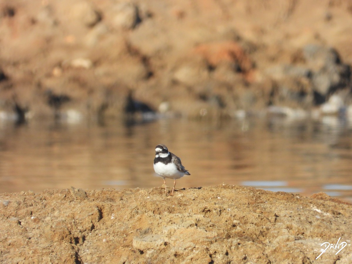 Common Ringed Plover - ML642520498