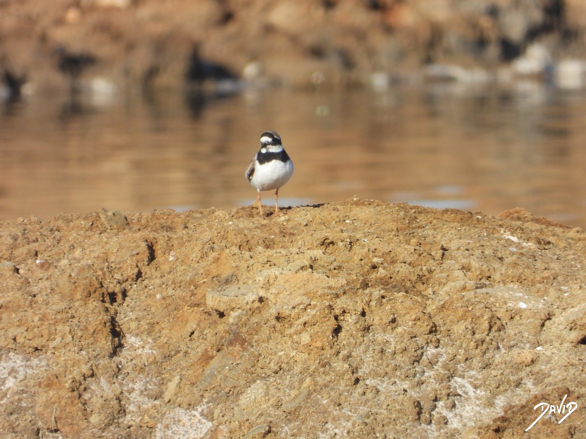 Common Ringed Plover - ML642520499