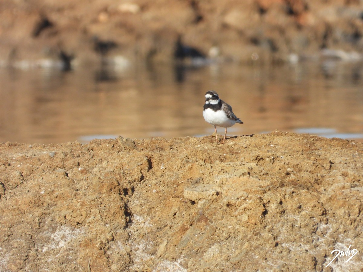 Common Ringed Plover - ML642520500