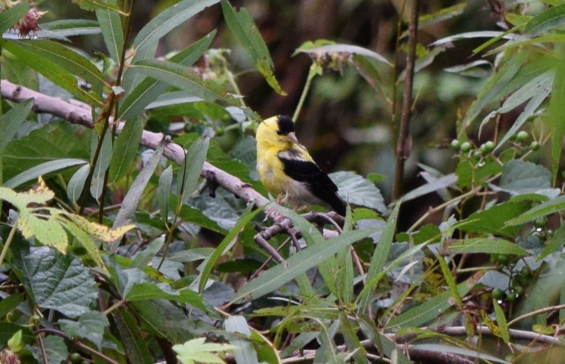 American Goldfinch - ML642520501