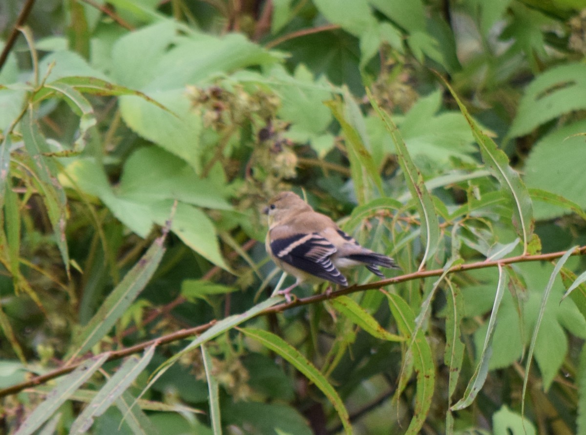 American Goldfinch - ML642520502
