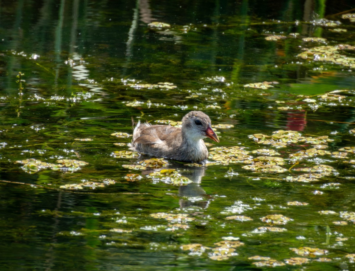 Eurasian Moorhen - ML642520503