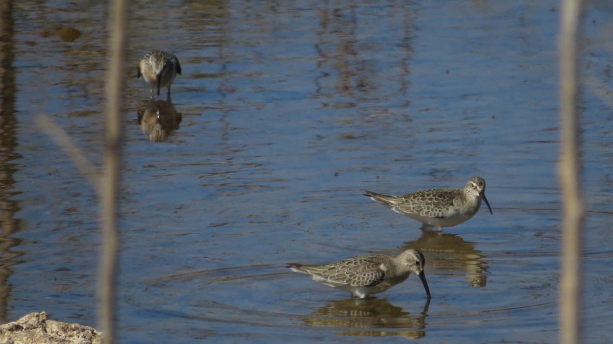 Curlew Sandpiper - ML642520504