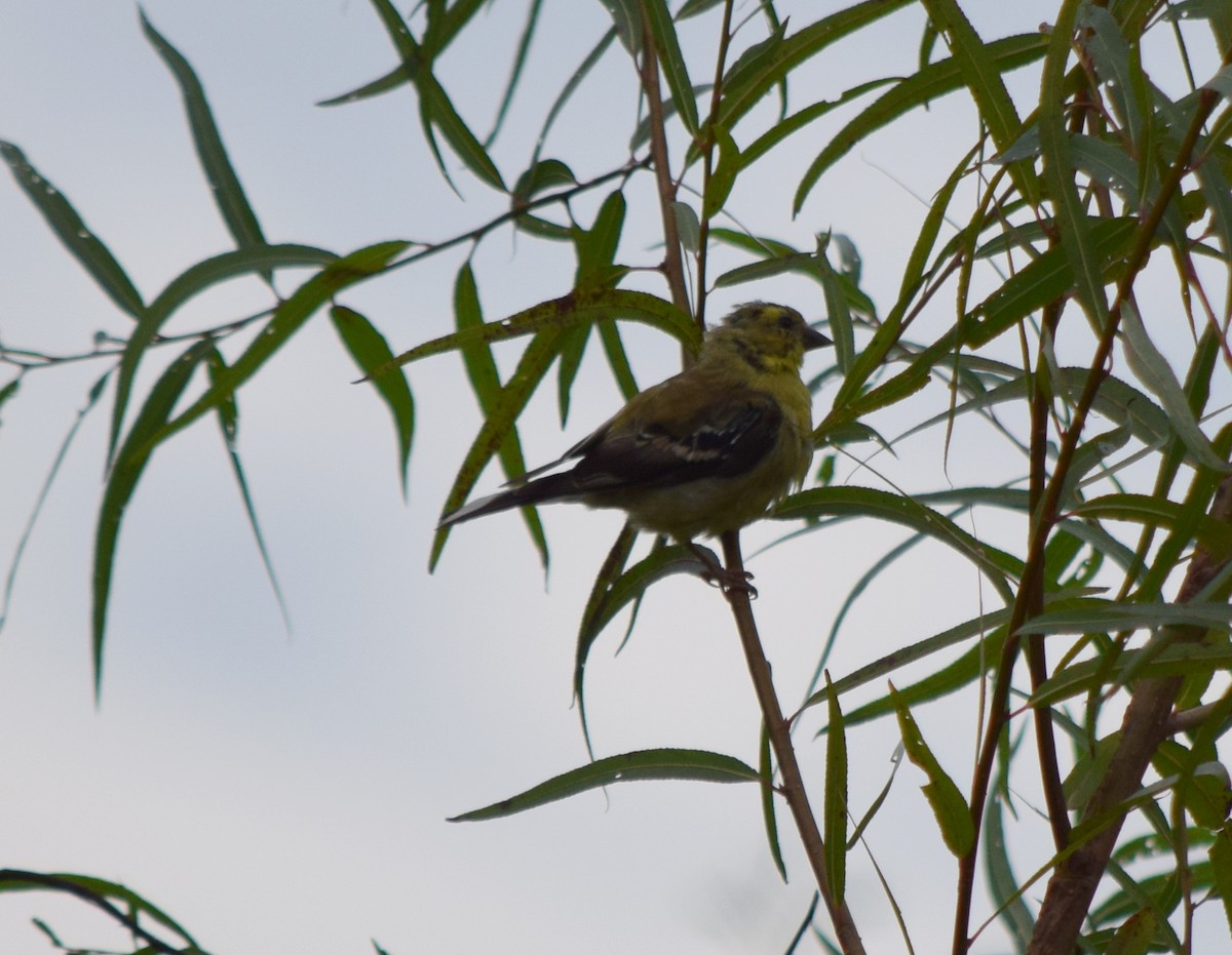 American Goldfinch - ML642520506