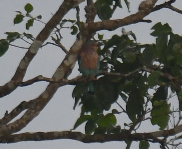 Indian Roller - ML642520507