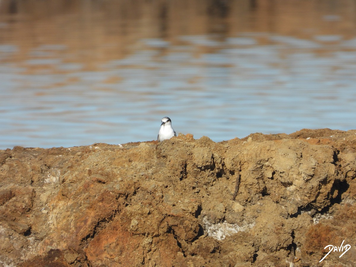 Little Tern - ML642520508