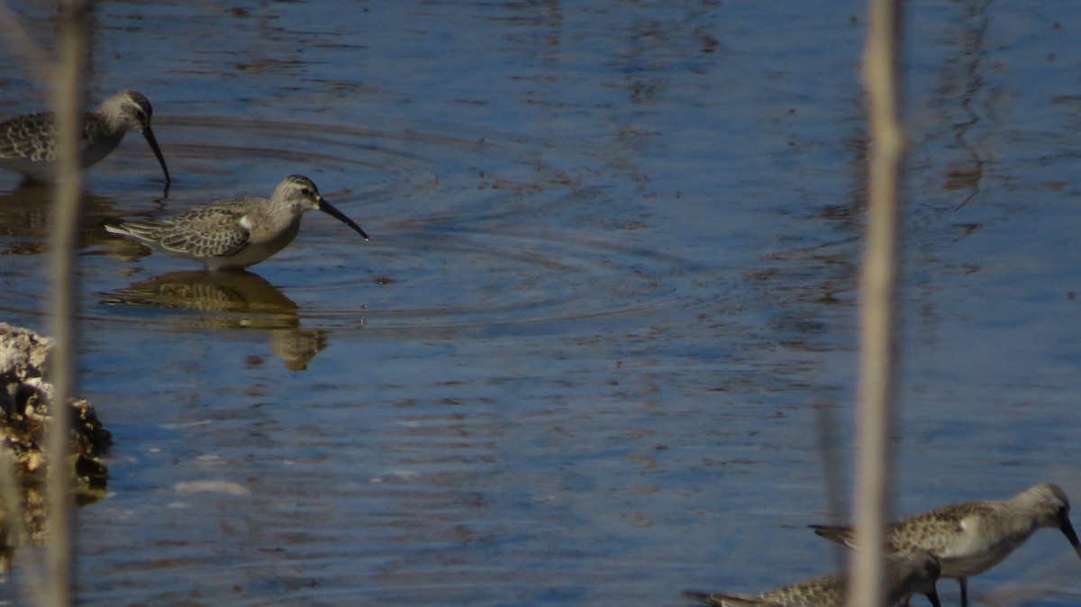 Curlew Sandpiper - ML642520509