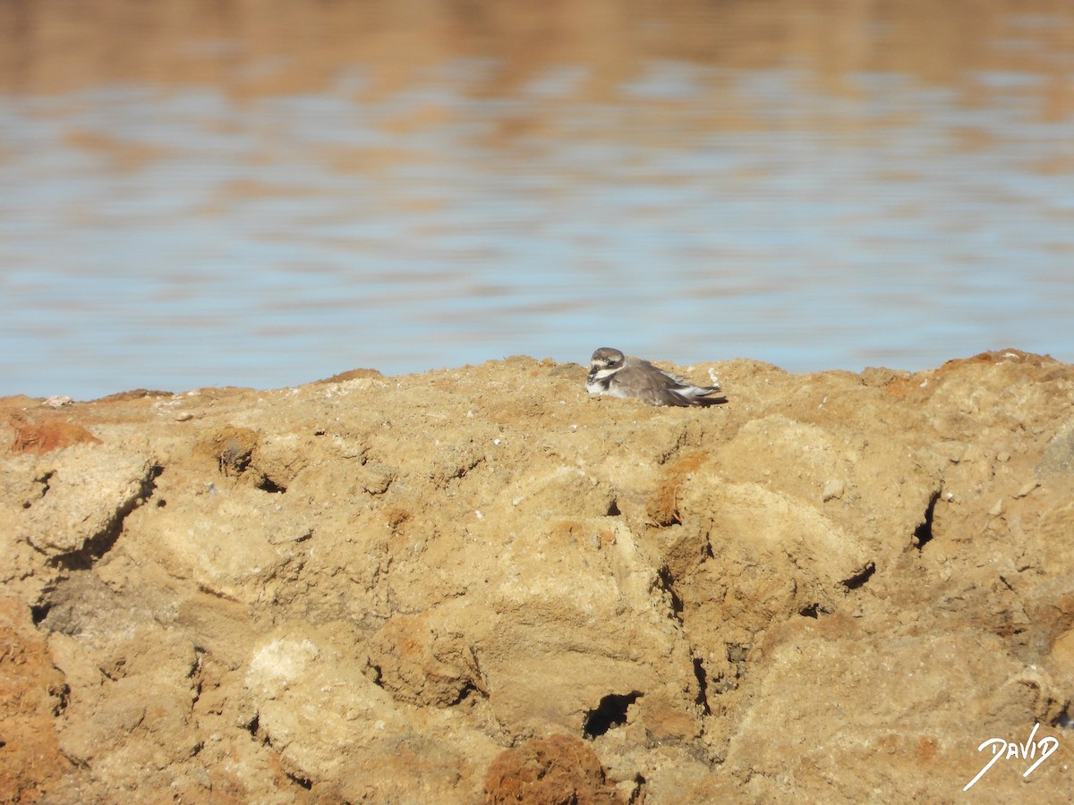 Common Ringed Plover - ML642520510