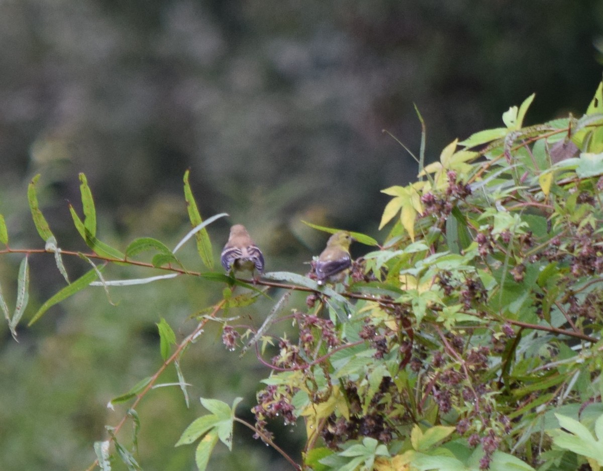 American Goldfinch - ML642520512