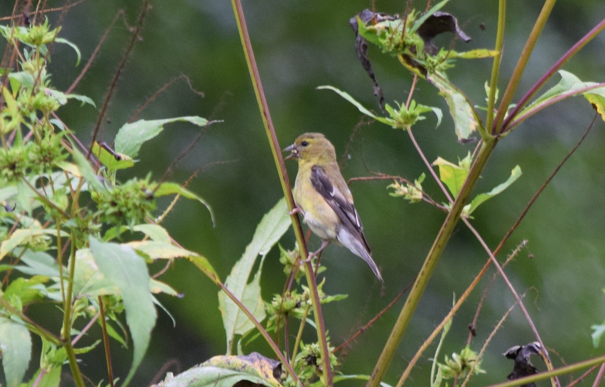 American Goldfinch - ML642520513