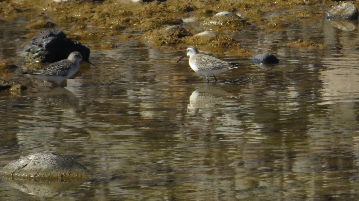 Curlew Sandpiper - ML642520514