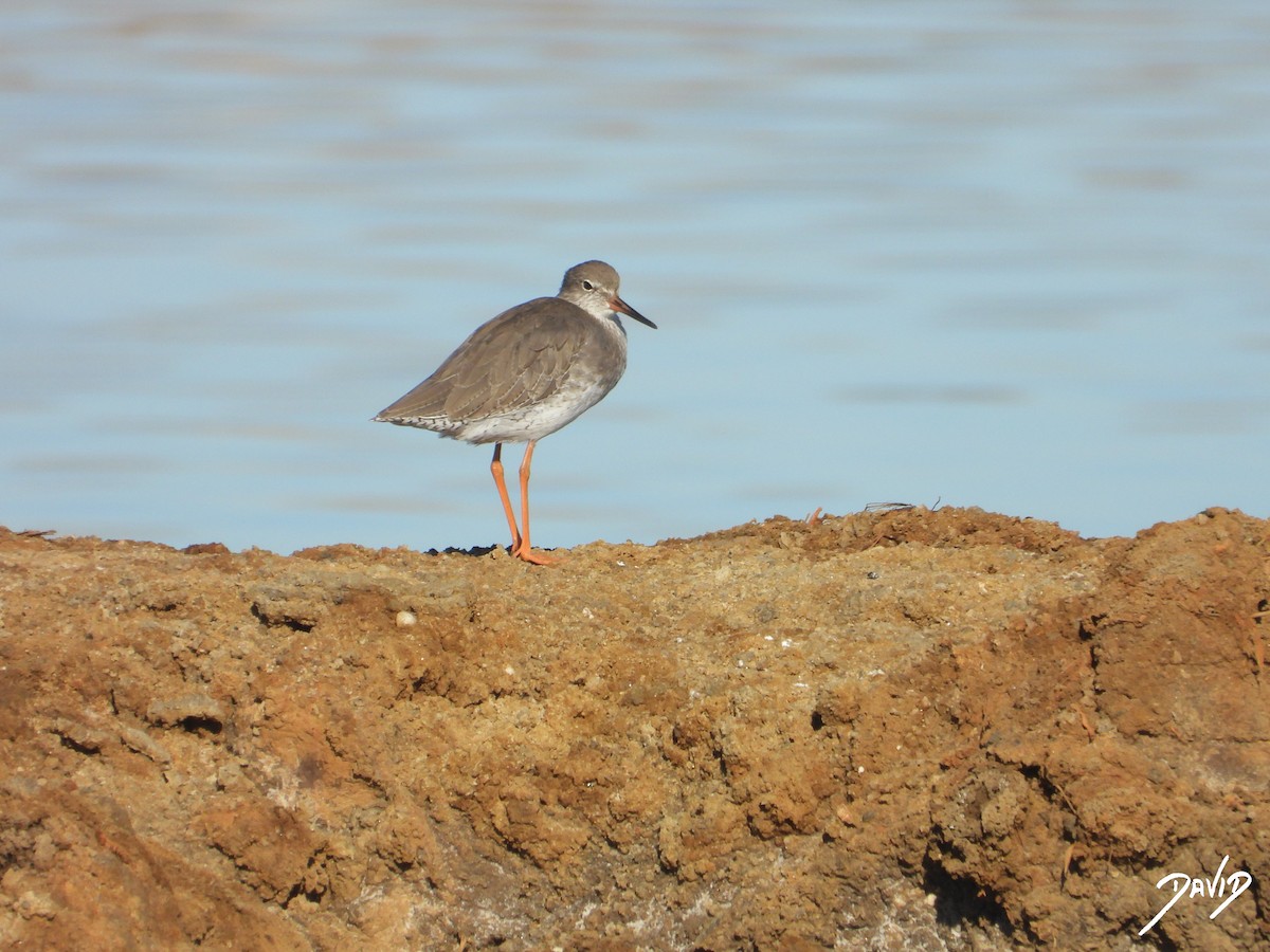 Common Redshank - ML642520516