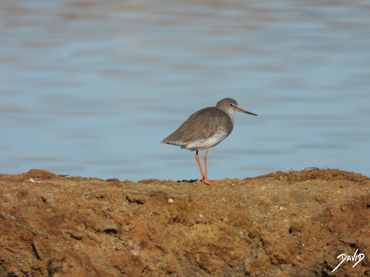 Common Redshank - ML642520517