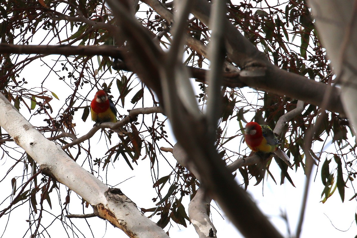 Eastern Rosella - ML642520519