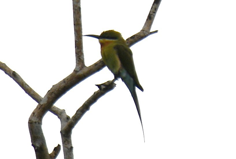 Blue-tailed Bee-eater - ML642520520