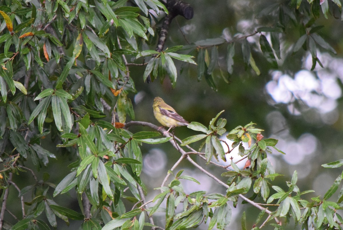 American Goldfinch - ML642520522
