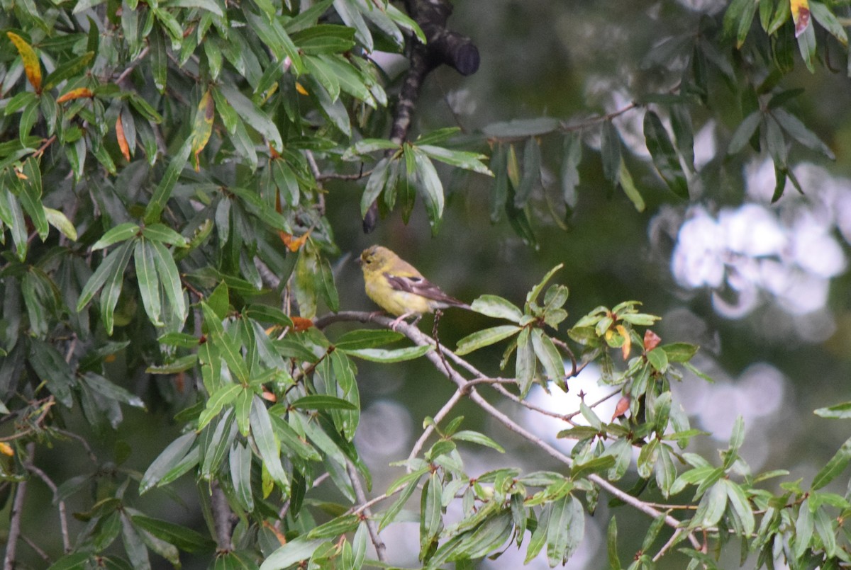 American Goldfinch - ML642520523
