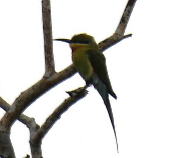 Blue-tailed Bee-eater - ML642520524