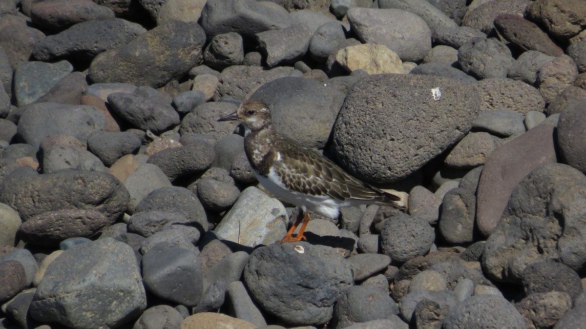 Ruddy Turnstone - ML642520525