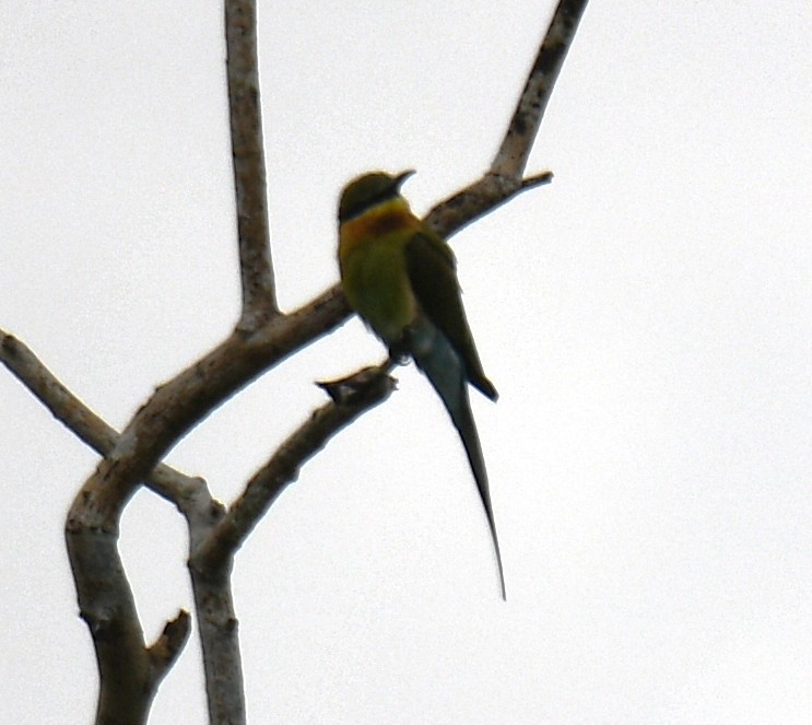Blue-tailed Bee-eater - ML642520526