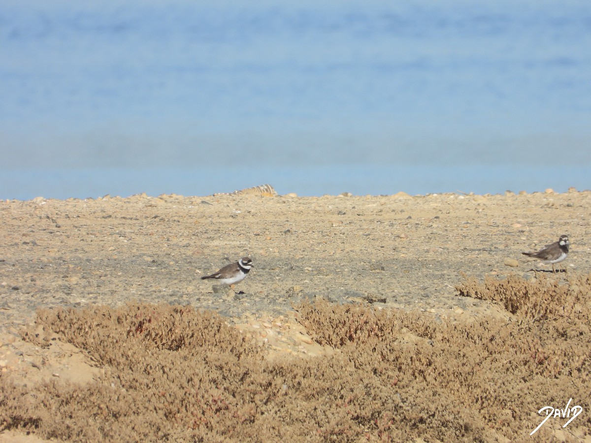 Common Ringed Plover - ML642520527
