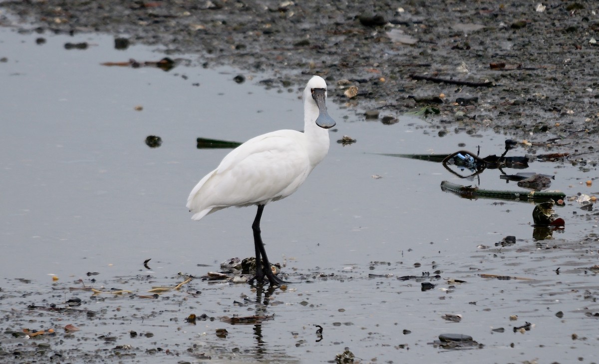 Black-faced Spoonbill - ML642520528
