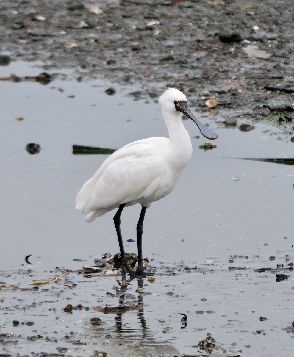 Black-faced Spoonbill - ML642520529