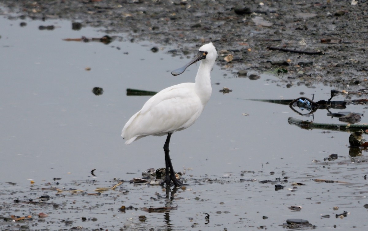 Black-faced Spoonbill - ML642520530