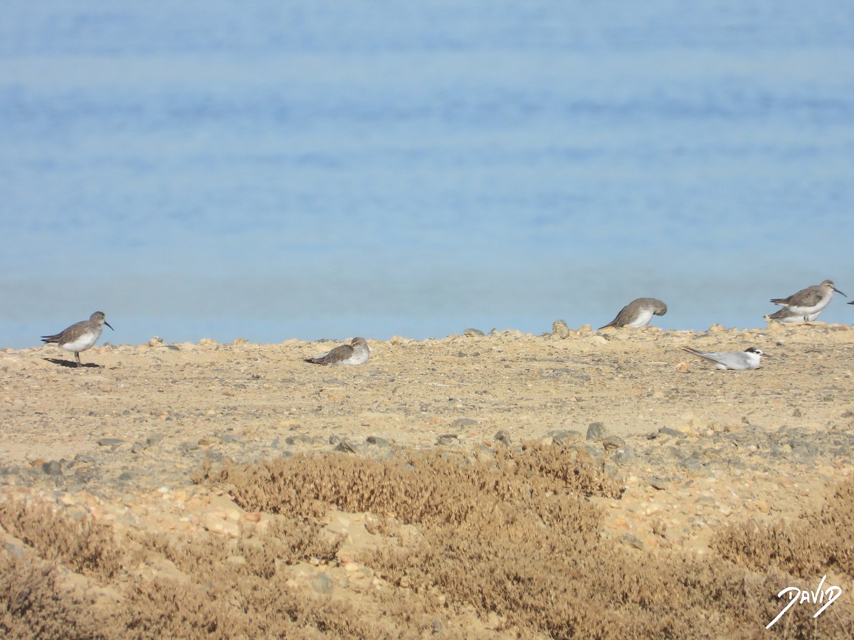 Curlew Sandpiper - ML642520533